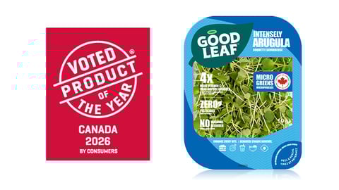 Intensely Arugula Microgreens