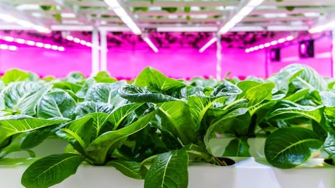 Close up of leafy greens growing in a greenhouse