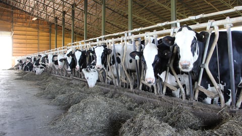 Dairy Farm 