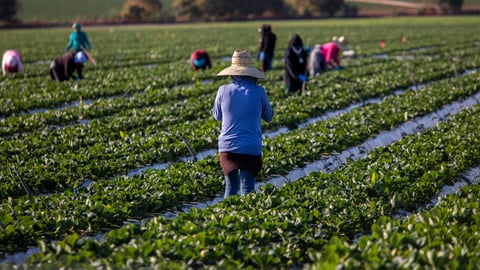 Woman farm worker in large straw hat standing in strawberry field with other farms workers and rows of strawberry plants in background