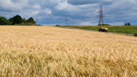 Golden wheat field in Ukraine, peaceful happy Ukraine before russian invasion, car on the road, sunny day.; Shutterstock ID 2132747193