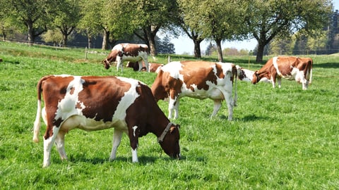 Cows in Emmental region, Switzerland; Shutterstock ID 140239036