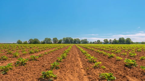 Strawberry field in the summer (Annapolis Valley, Nova Scotia, Canada); Shutterstock ID 153321884