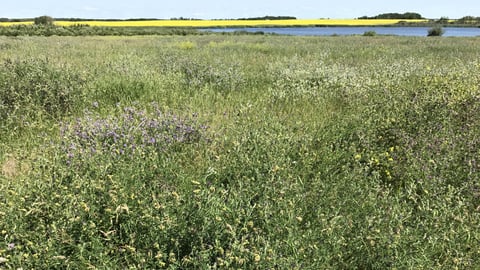 A field of forage and canola.