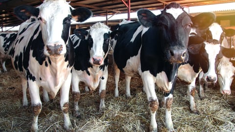 dairy cows