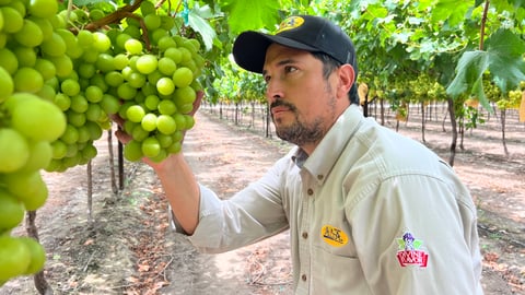 Alán Aguirre Camou, Chief Marketing Officer, Divine Flavor, LLC looking at grapes growing on a vine