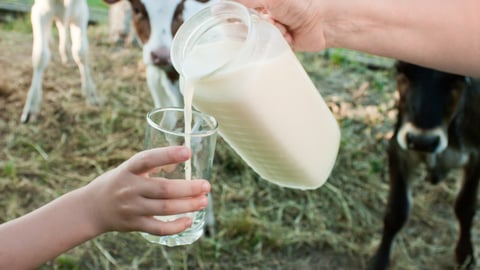 milk is poured from a jug into a glass held by children's hands against the backdrop of the countryside with cow calves