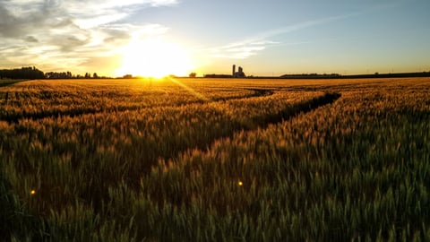 A wheat field in Waterloo, Ont. at sunset