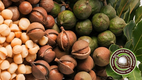 Hawaii Macadamia Nuts