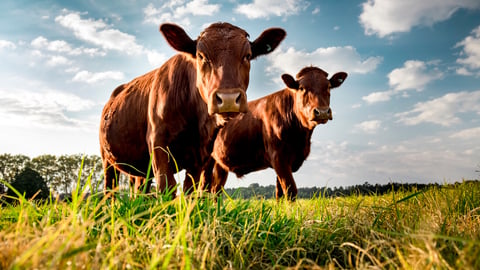 Beefmaster cattle standing in a green field; Shutterstock ID 1125122375