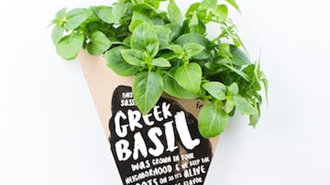 greek-basil-1