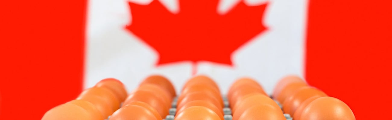 cartons of eggs in front of Canadian flag