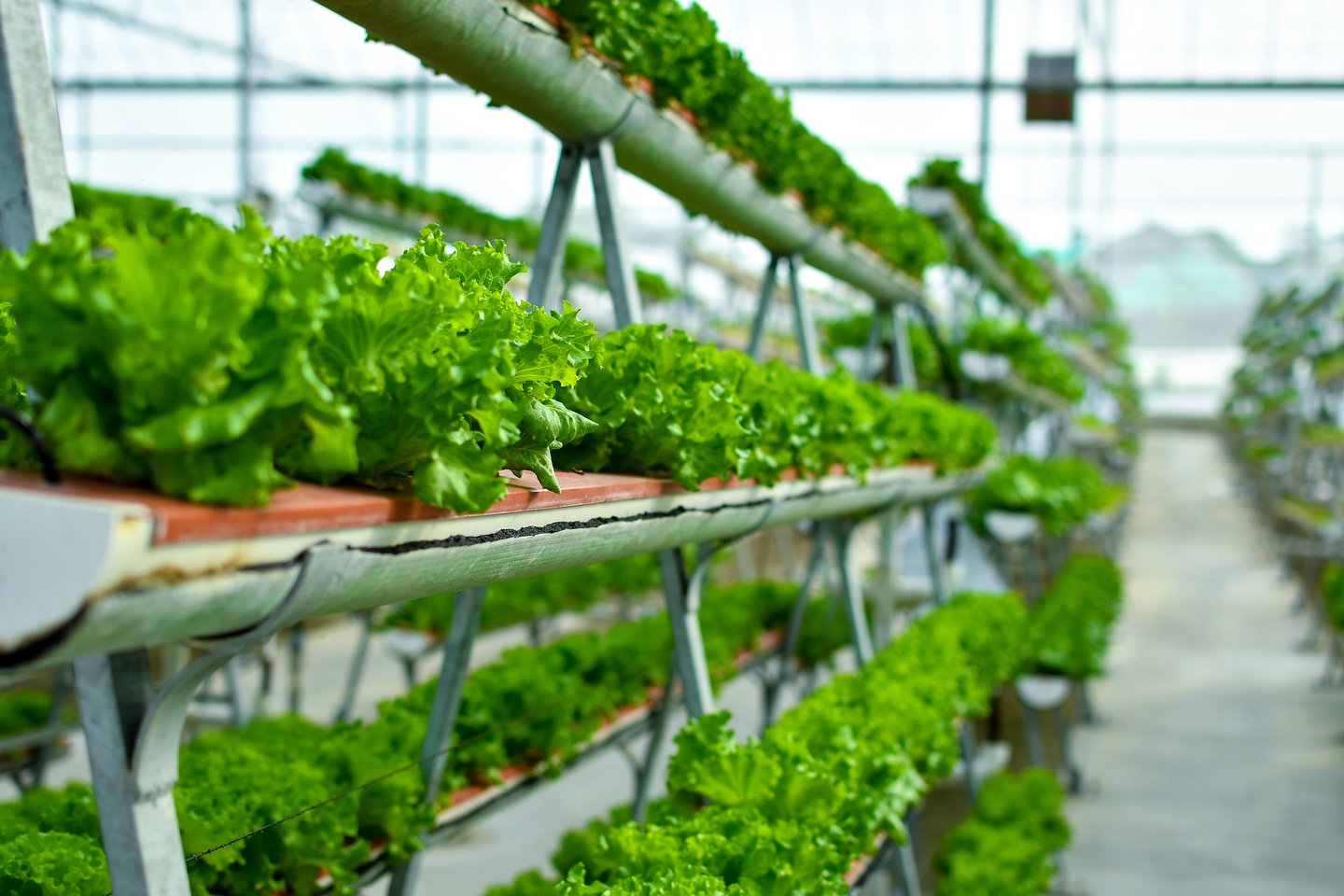 Hydroponic farm 