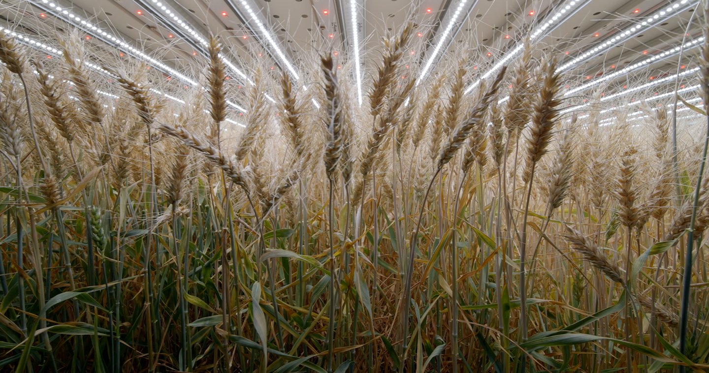 infarm wheat farm 