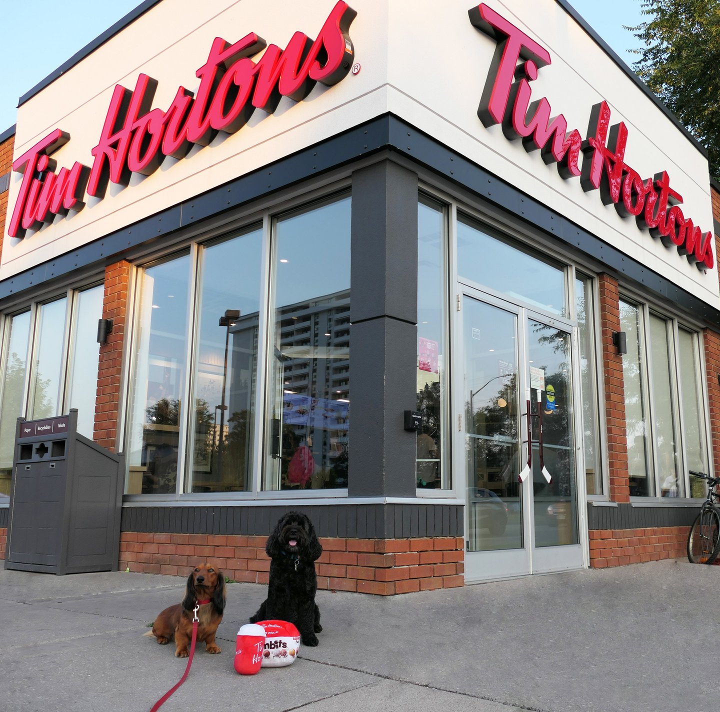 tim hortons dog toys