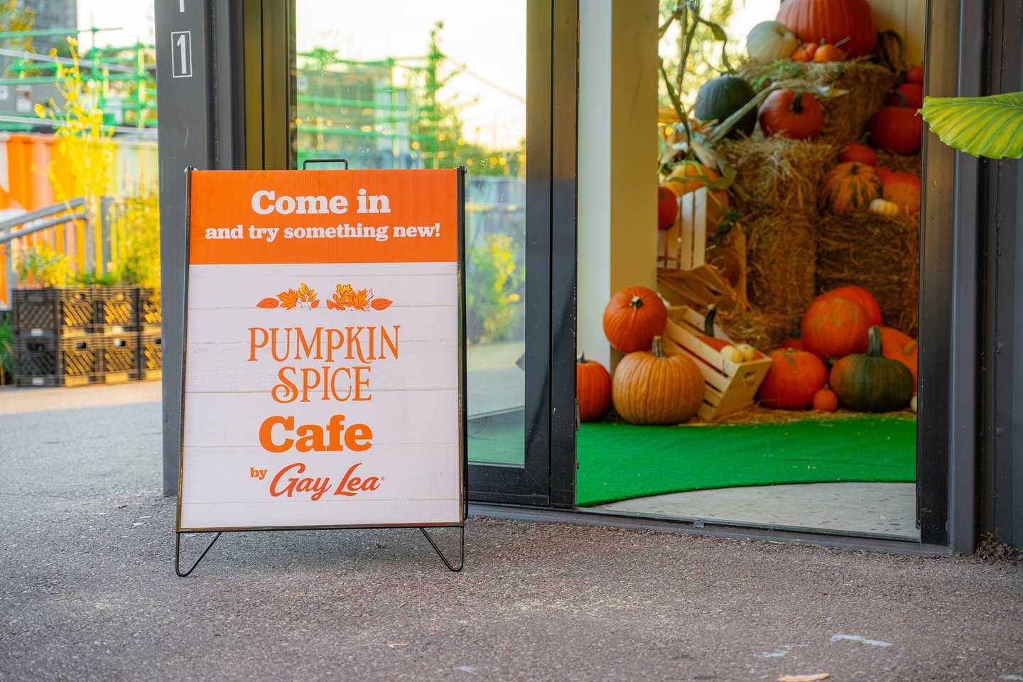 gay lea pumpkin spice cafe toronto