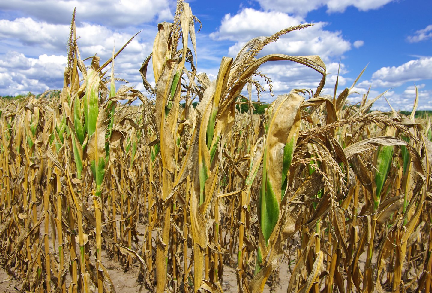 corn field damaged by drought