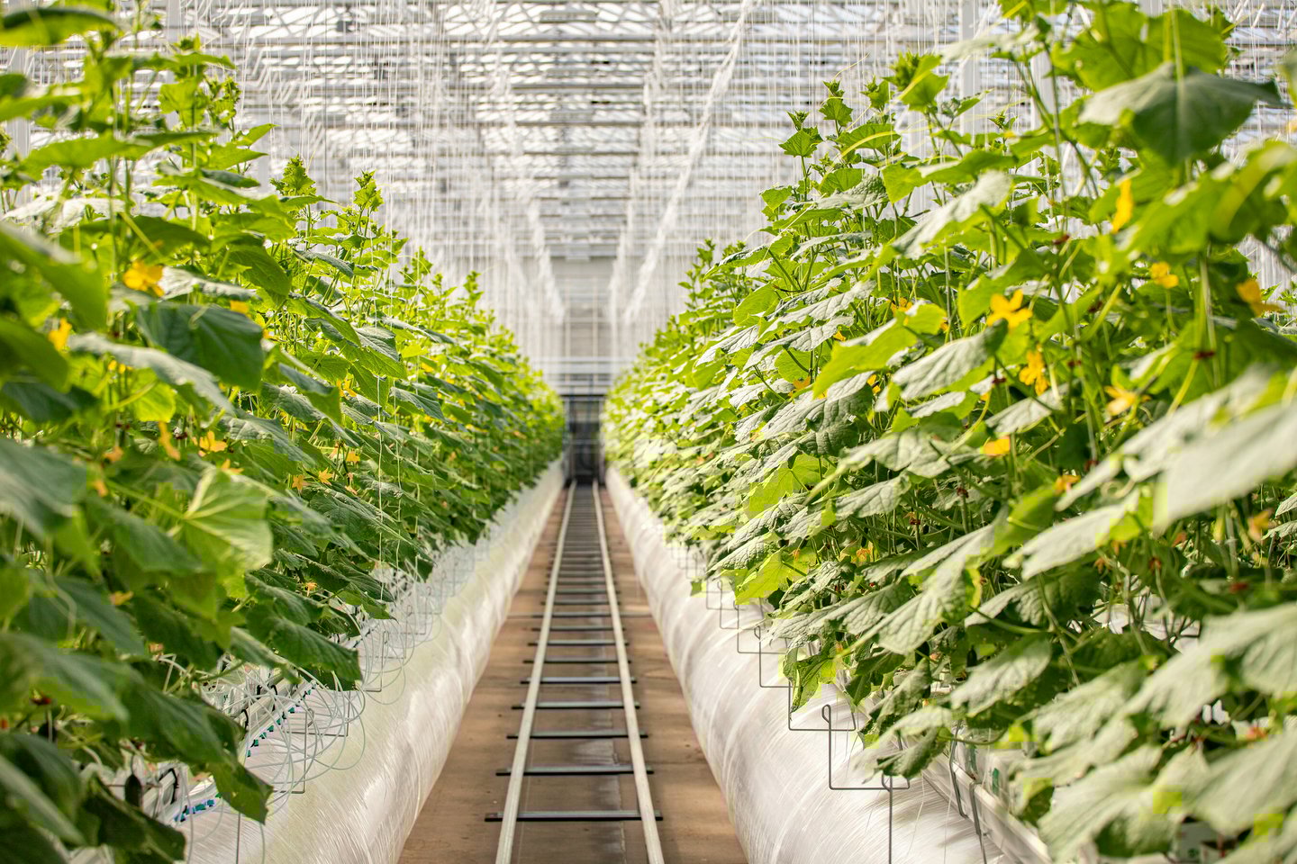lufa farms marche central montreal