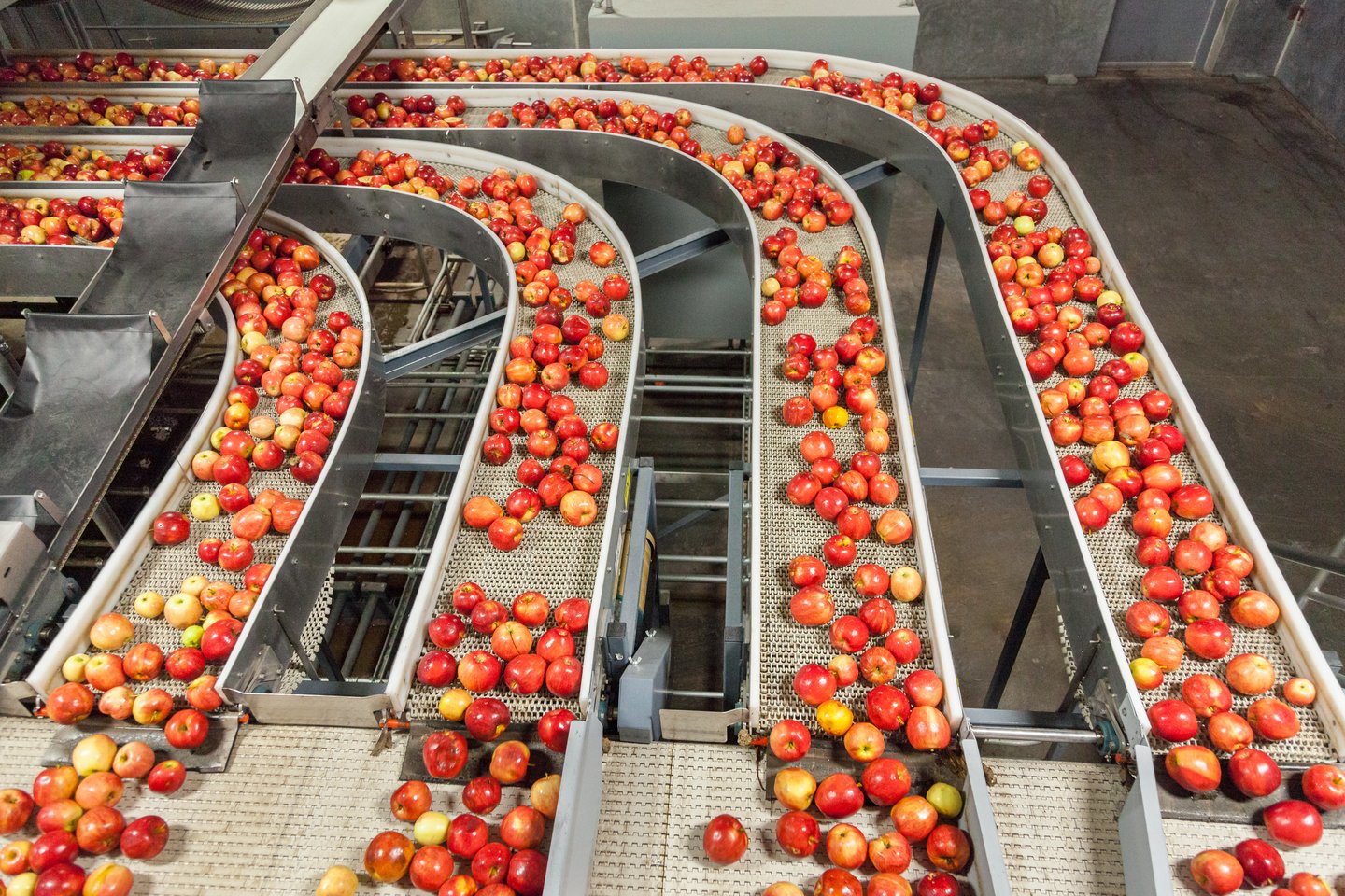 gala apples on a conveyor belt