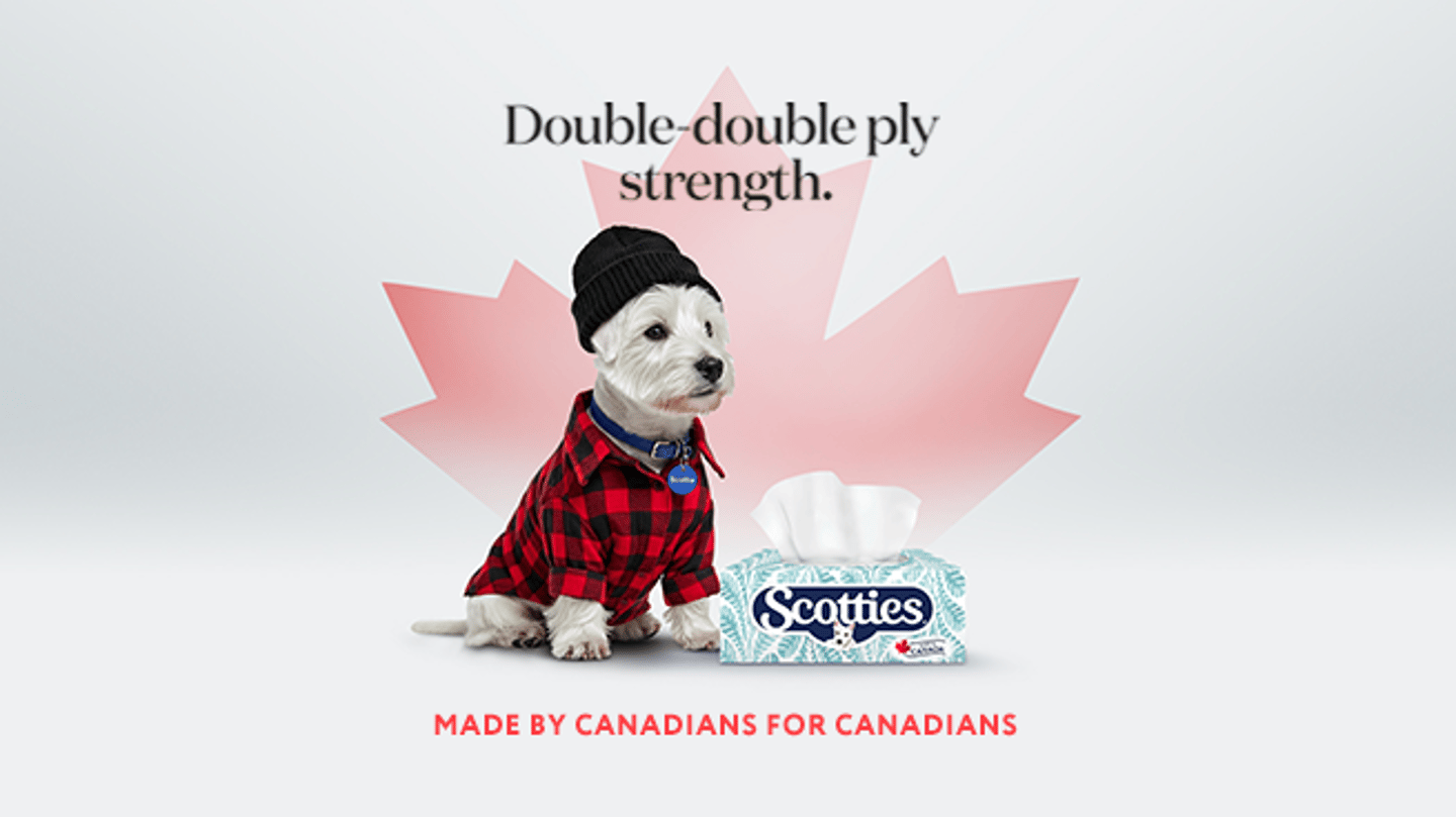 A white Scottie dog sitting next to a box of Scottie tissues