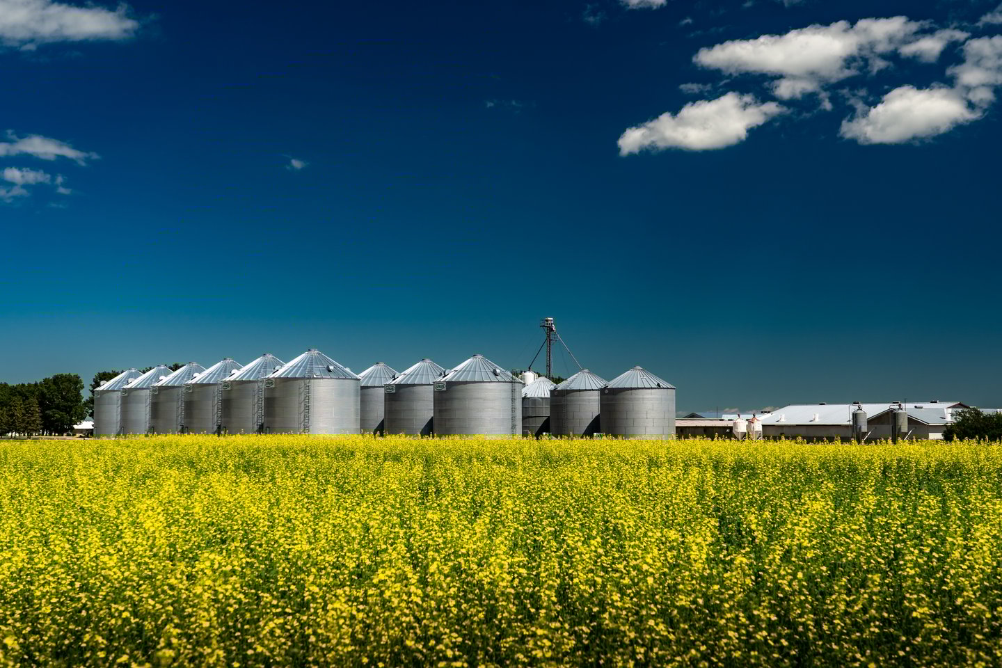 canola oil farm alberta