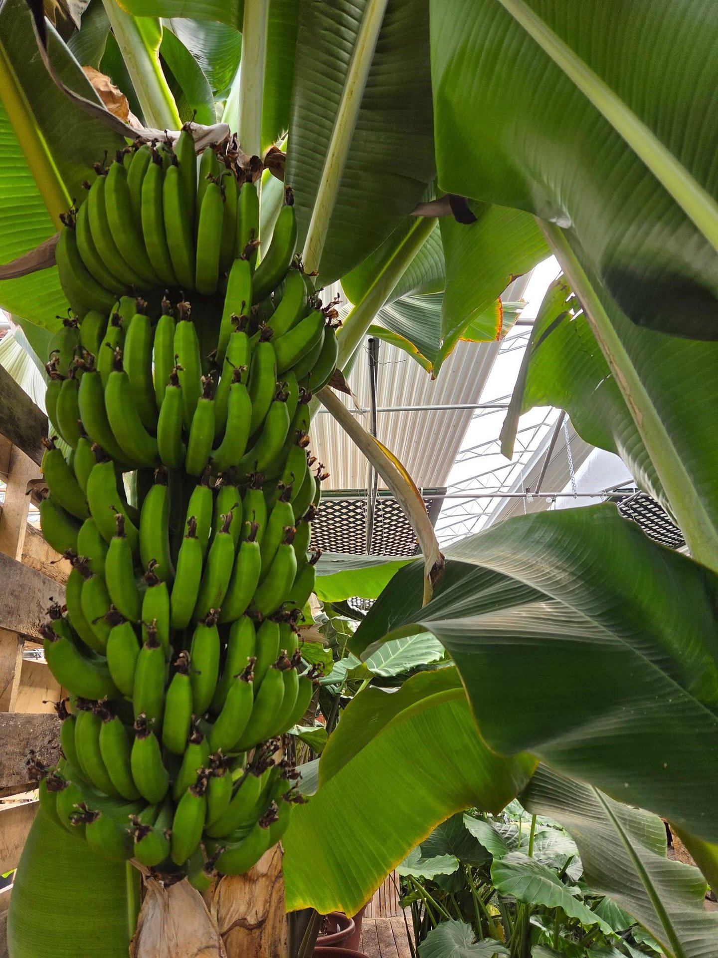 Pépinière Éco-Verdure bananas