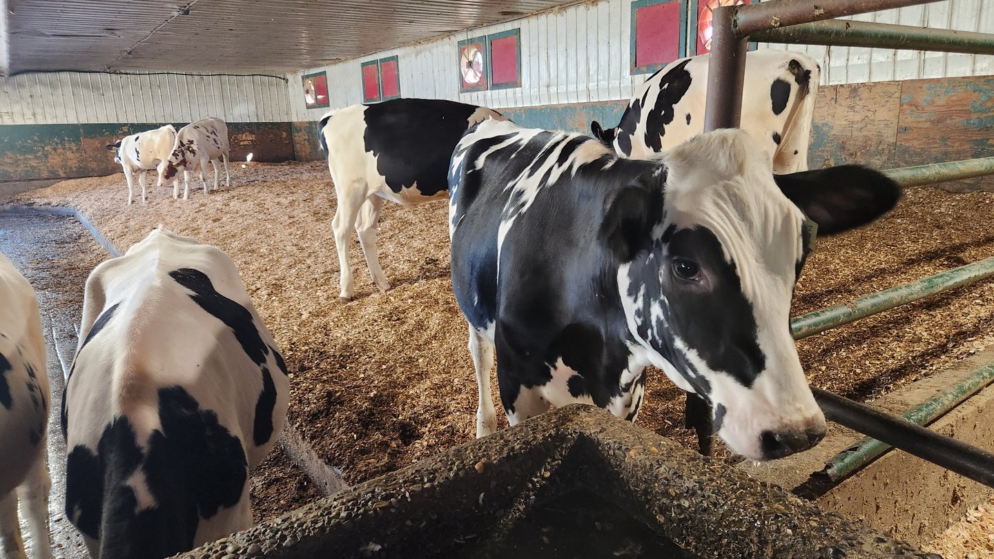 dairy cows