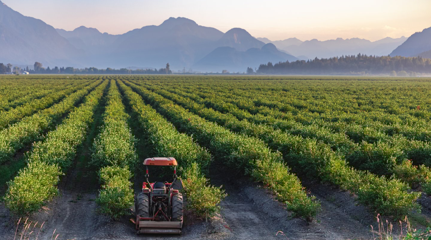 blueberry farm bc