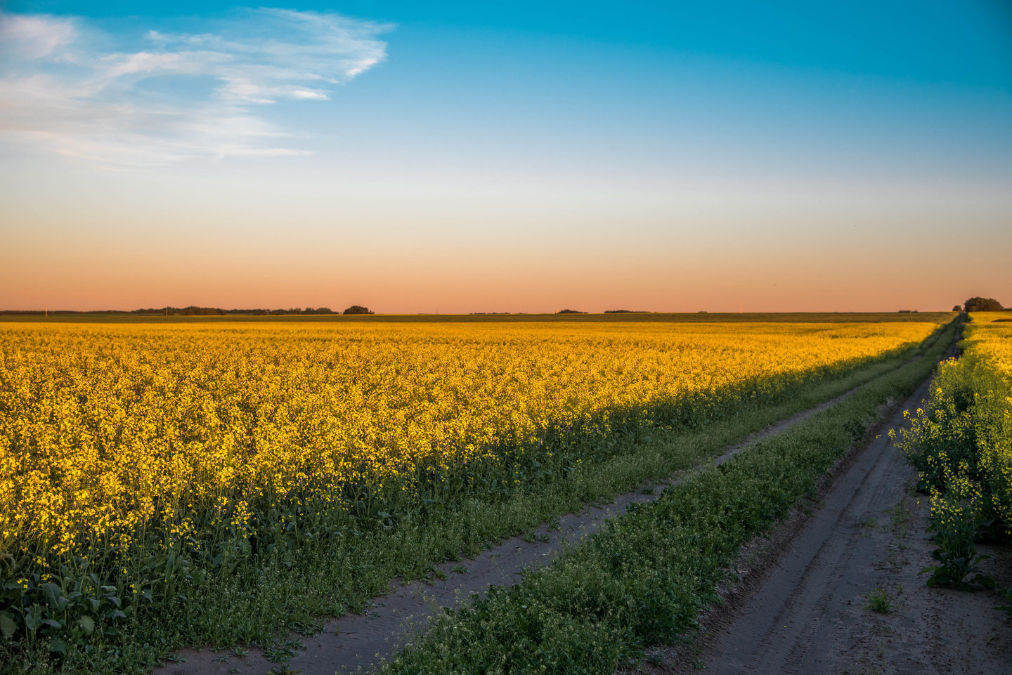 canola field is Saskatchewan  