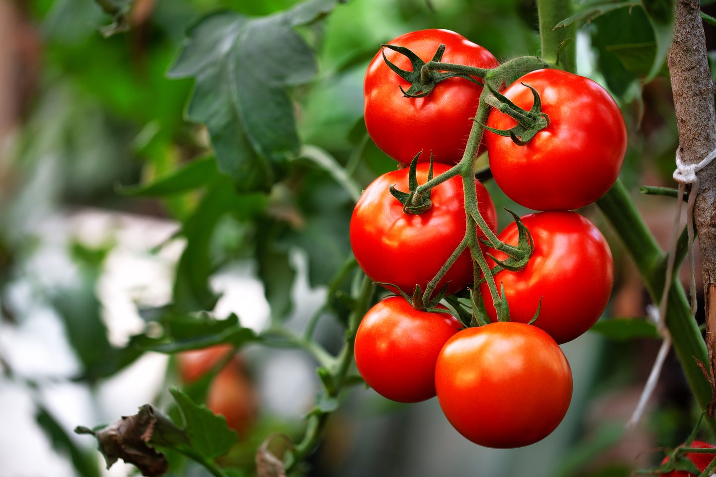 tomatoes growing in a greenhouse