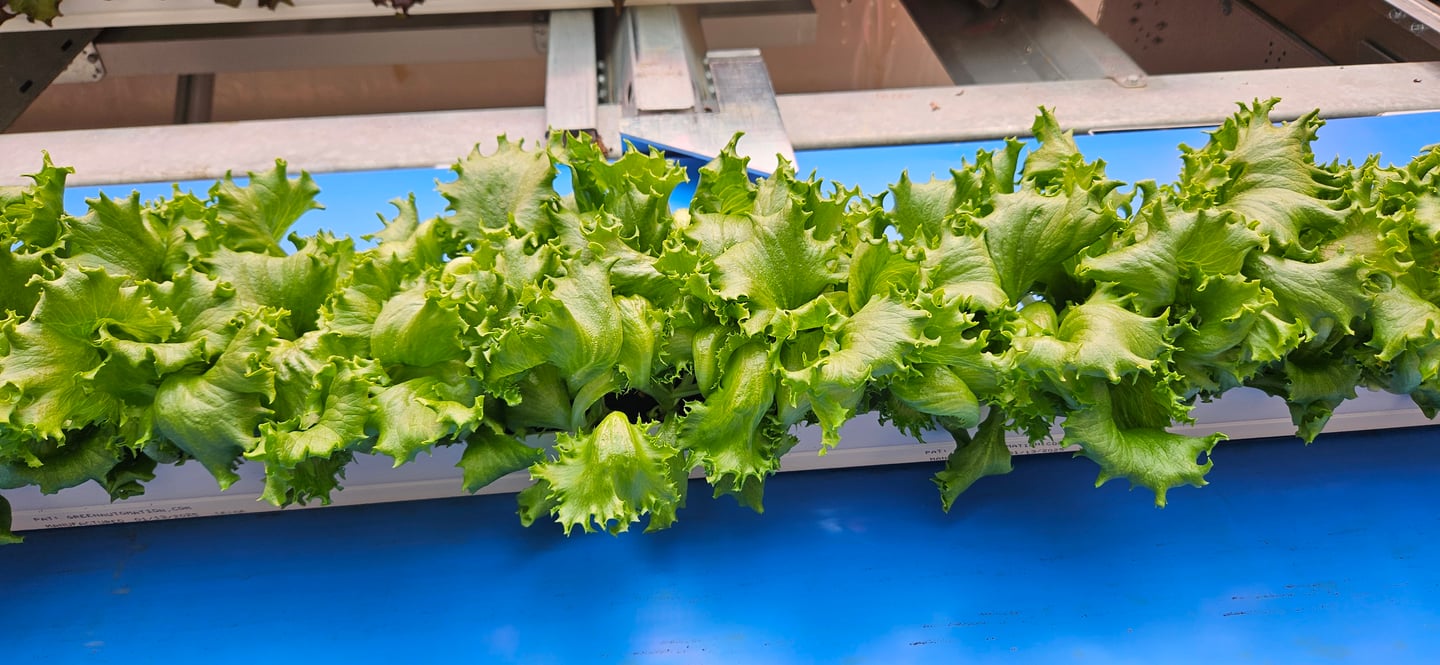 Haven Greens greenhouse