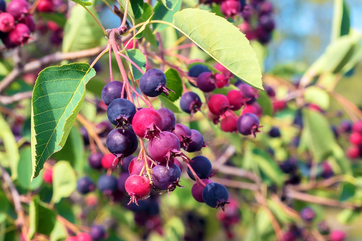Delicious healthy berries on a small deciduous fruit tree Irga in a country garden.