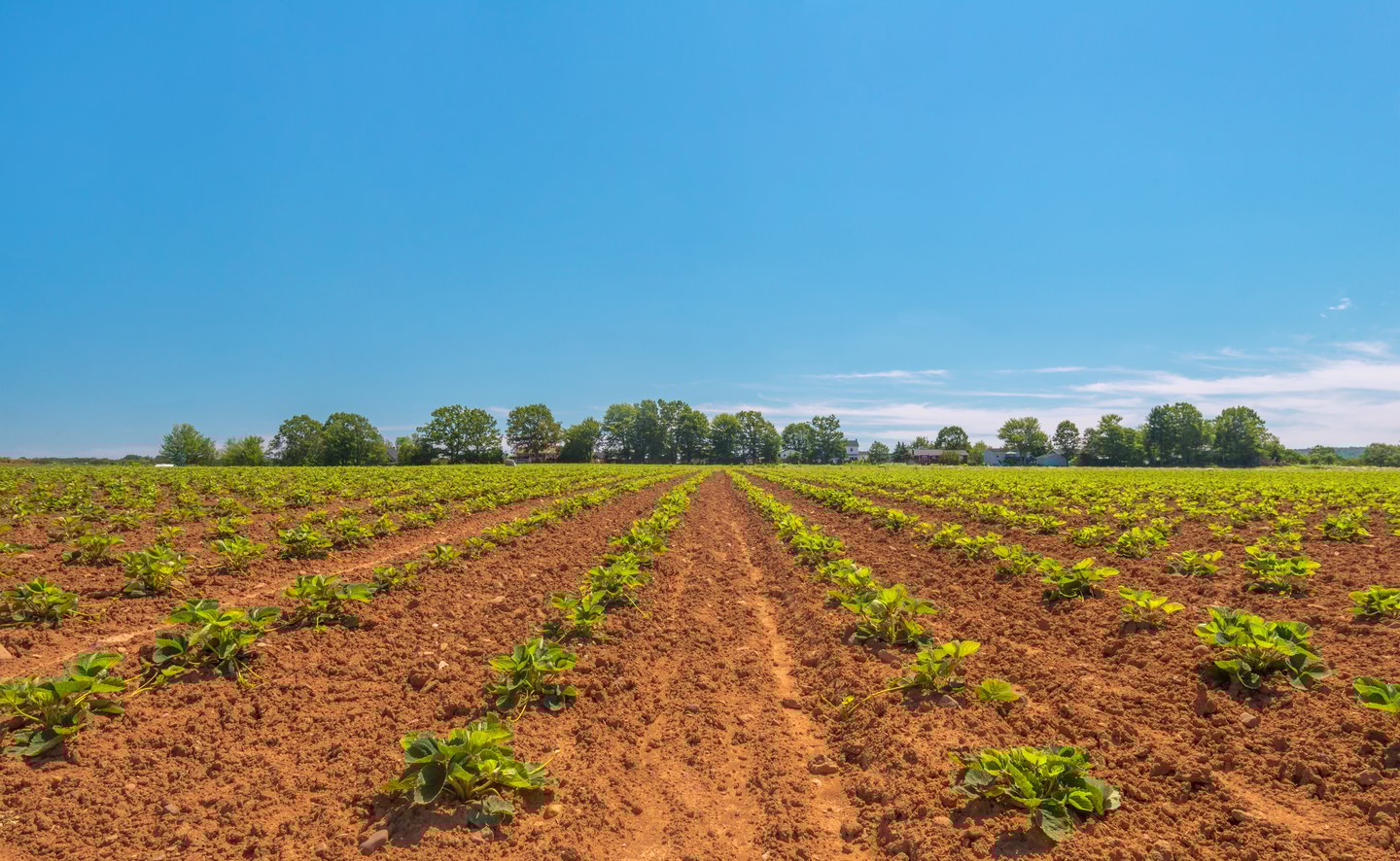 A strawberry field in Nova Scotia's Annapolis Valley region.