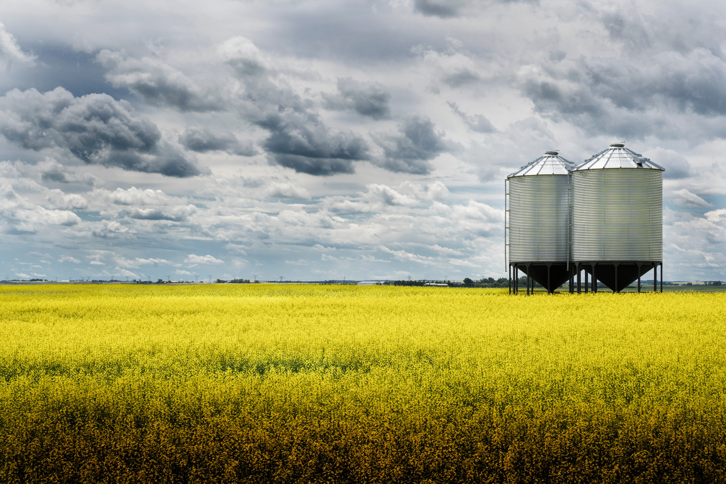 A pair of grain silos sit empty on a blooming bright yellow canola field under a stormy sky on the Alberta prairies.