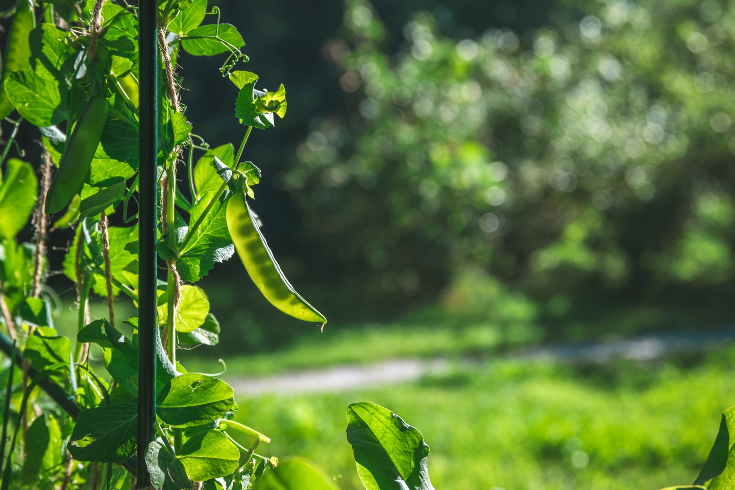 Ripe pea pod growing on a vine
