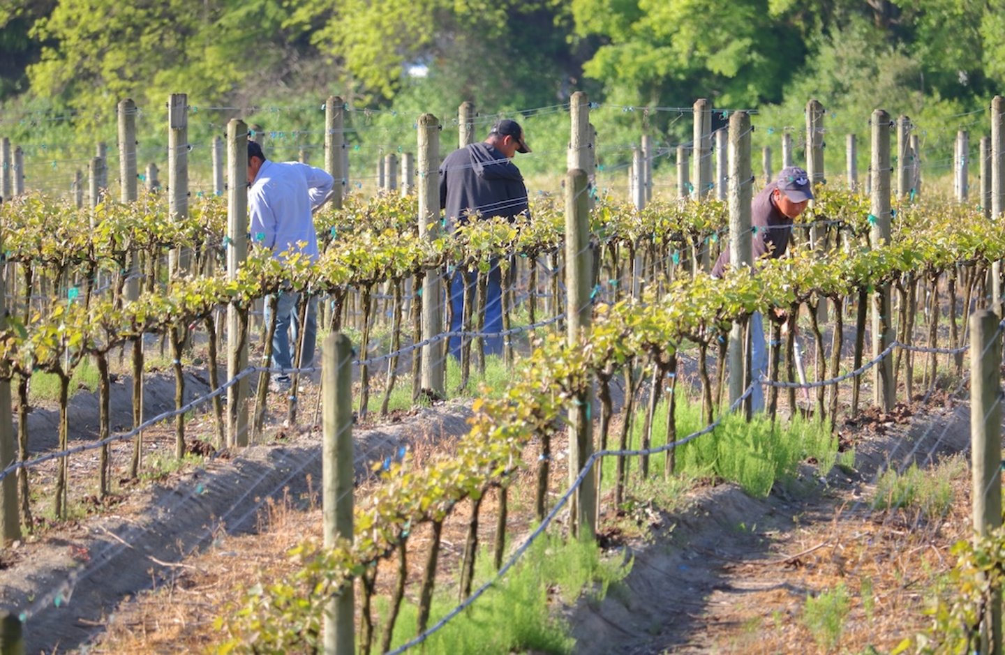 Field workers in Richmond, B.C.