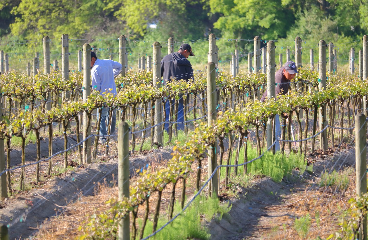 Foreign Temporary Workers