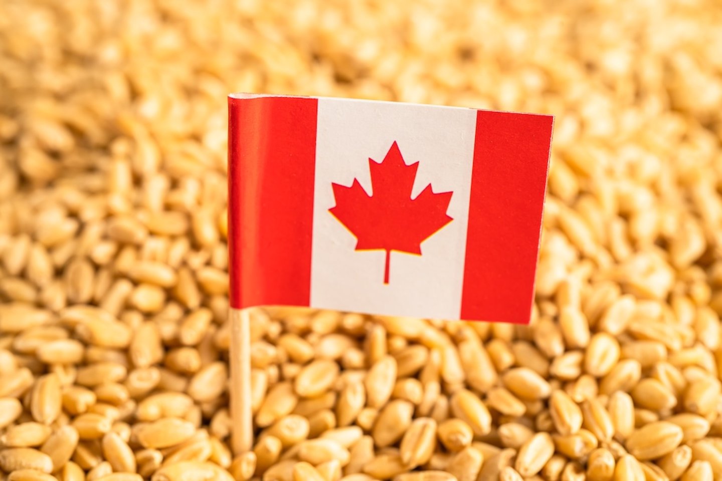 Canadian flag in a wheat grains