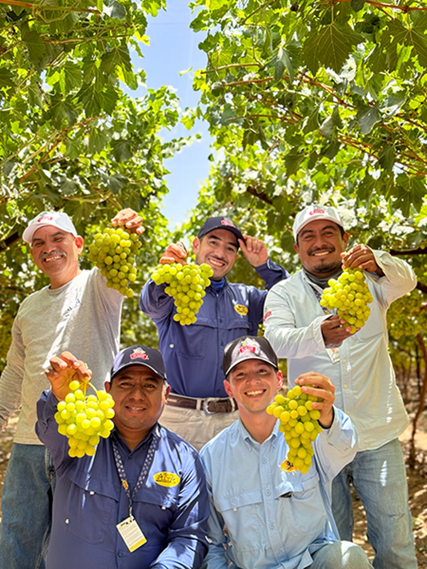 Workers holding grapes