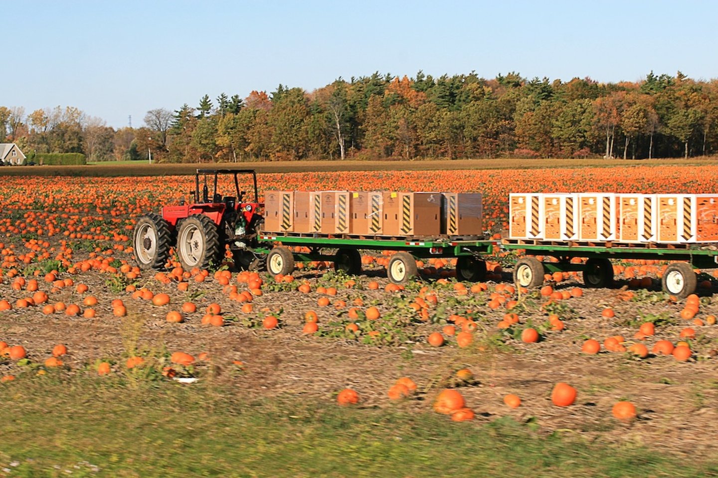 Norfolk County pumpkin patch