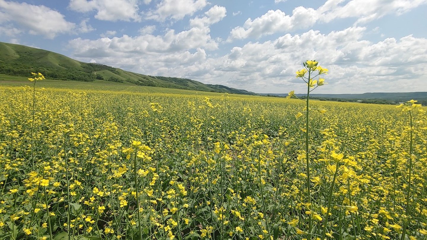 Canola field in Alberta