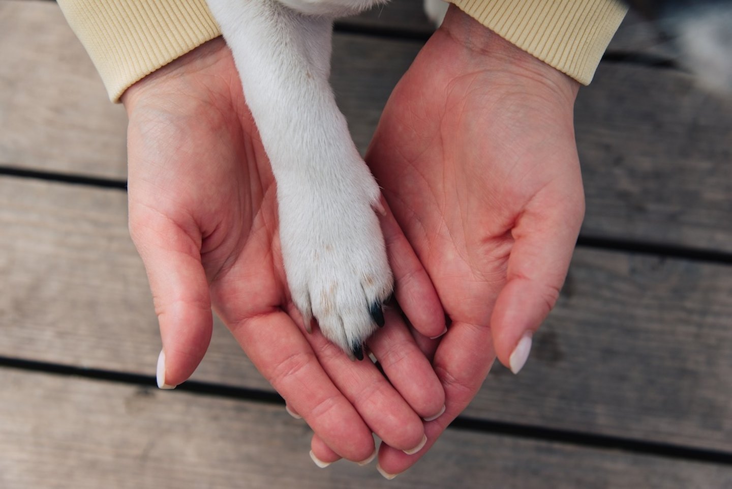Hand holding a dog paw