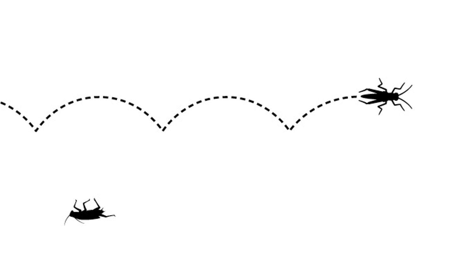 Bugs crawling across a screen