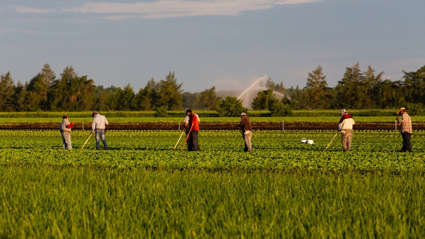 Agricultural workers in a field