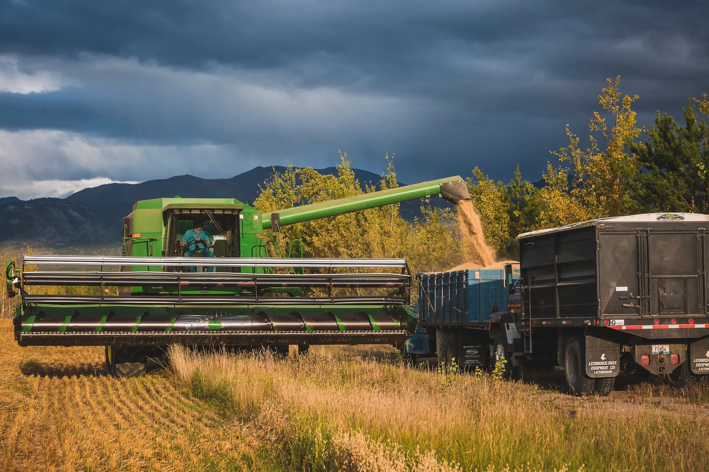 Yukon farmer harvesting grain