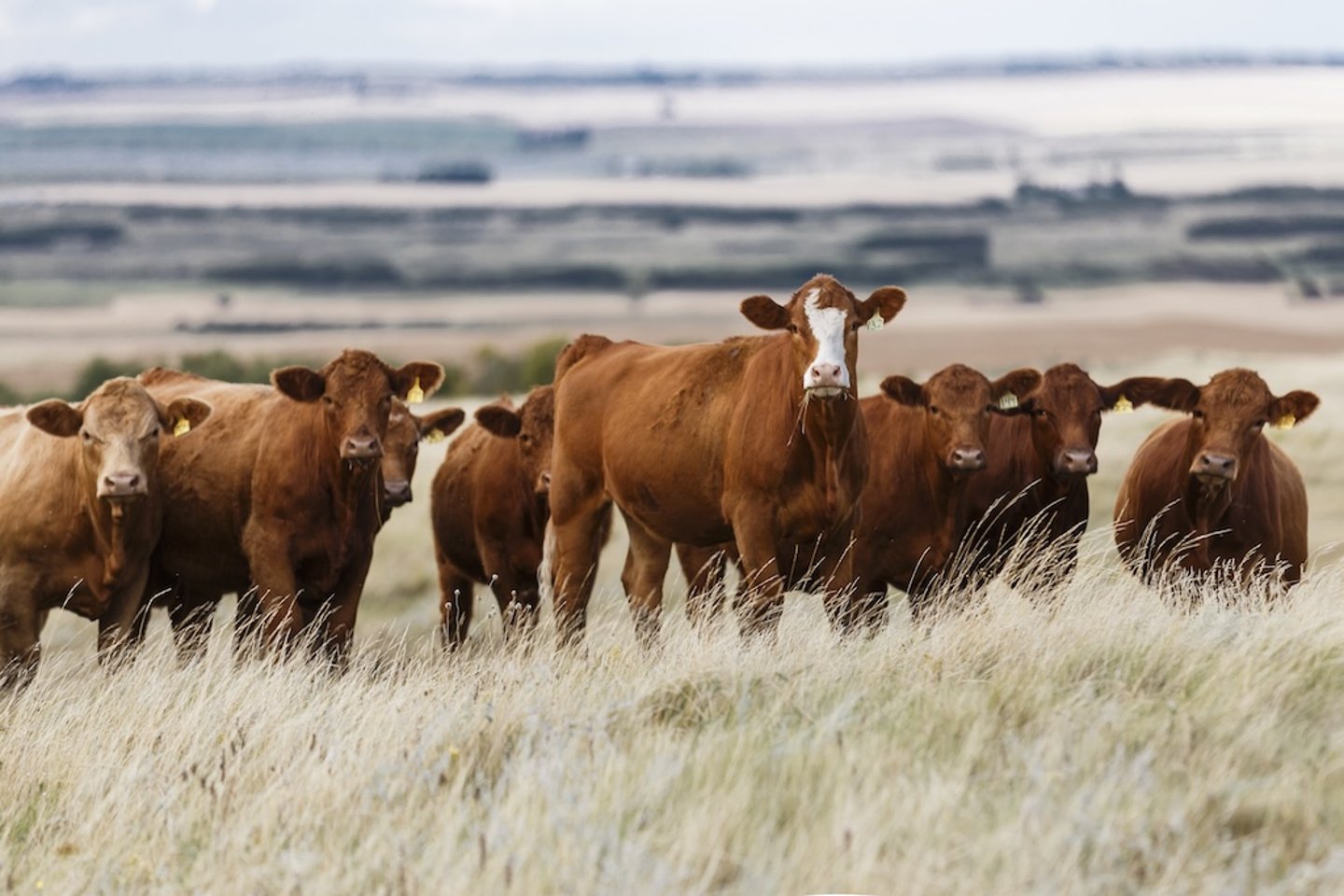 Cows grazing in a field 