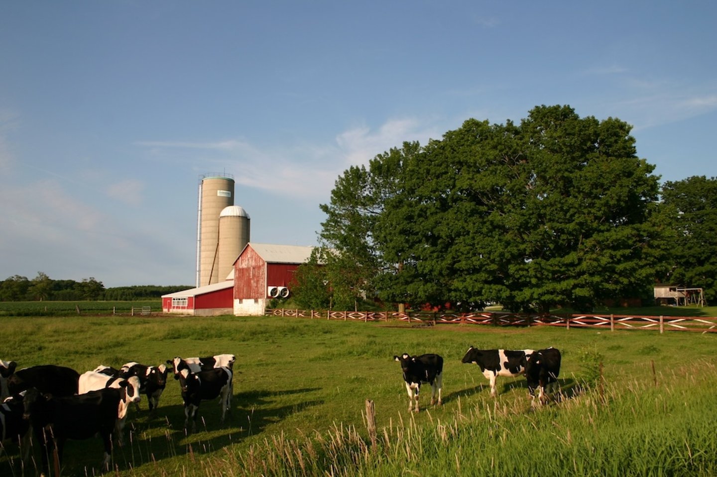 Dairy cows on a farm in Canada