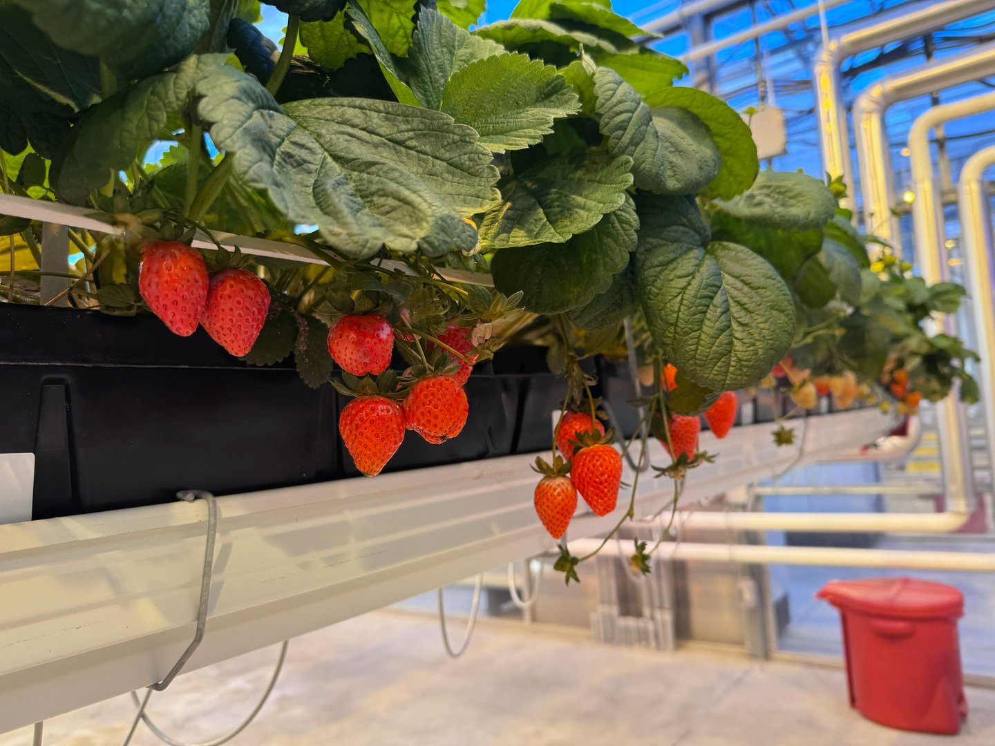 indoor-grown strawberries at Vineland Research Facility 