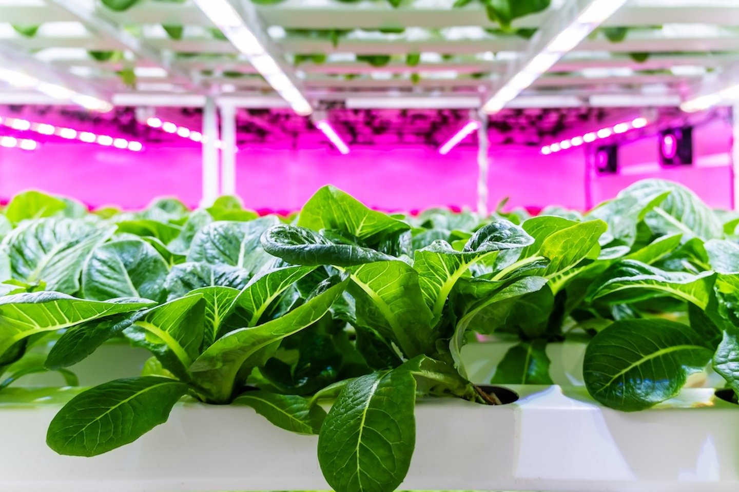 Close up of leafy greens growing in a greenhouse