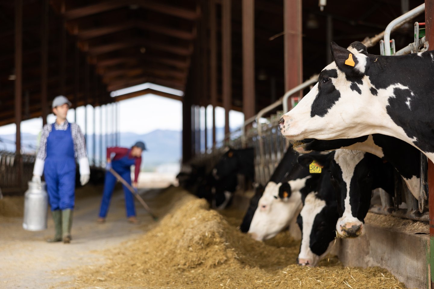 Black and white dairy cows eating hay peeking through stall fence against of farmer with metal can on livestock farm